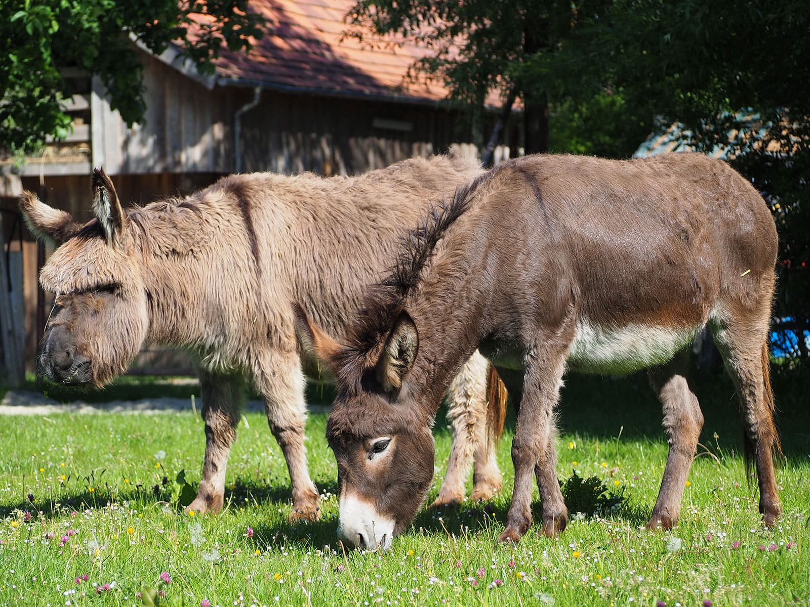 Zwei Esel stehen auf der Weide.