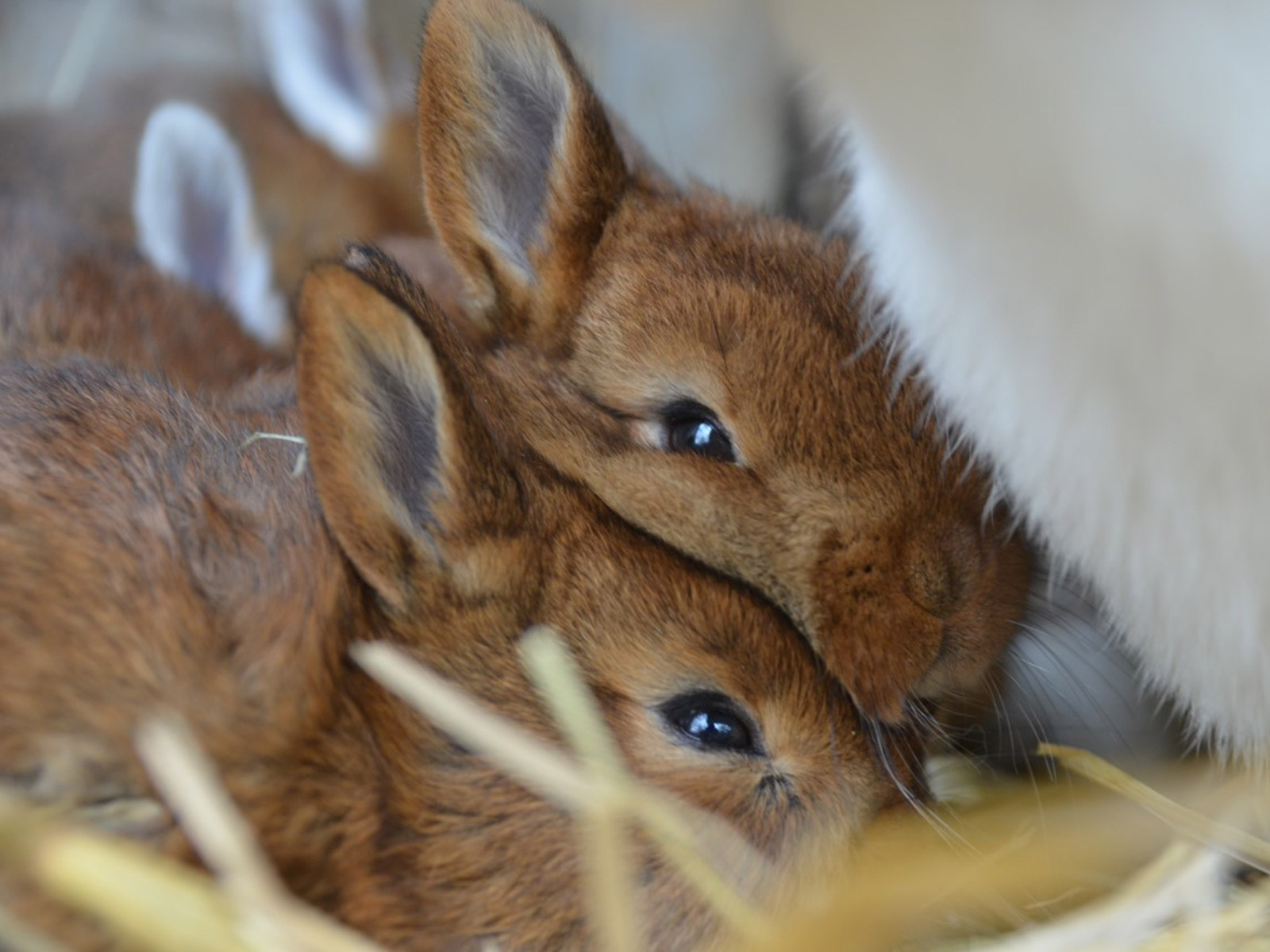 Zwei kleine Kaninchen sind im Stall.