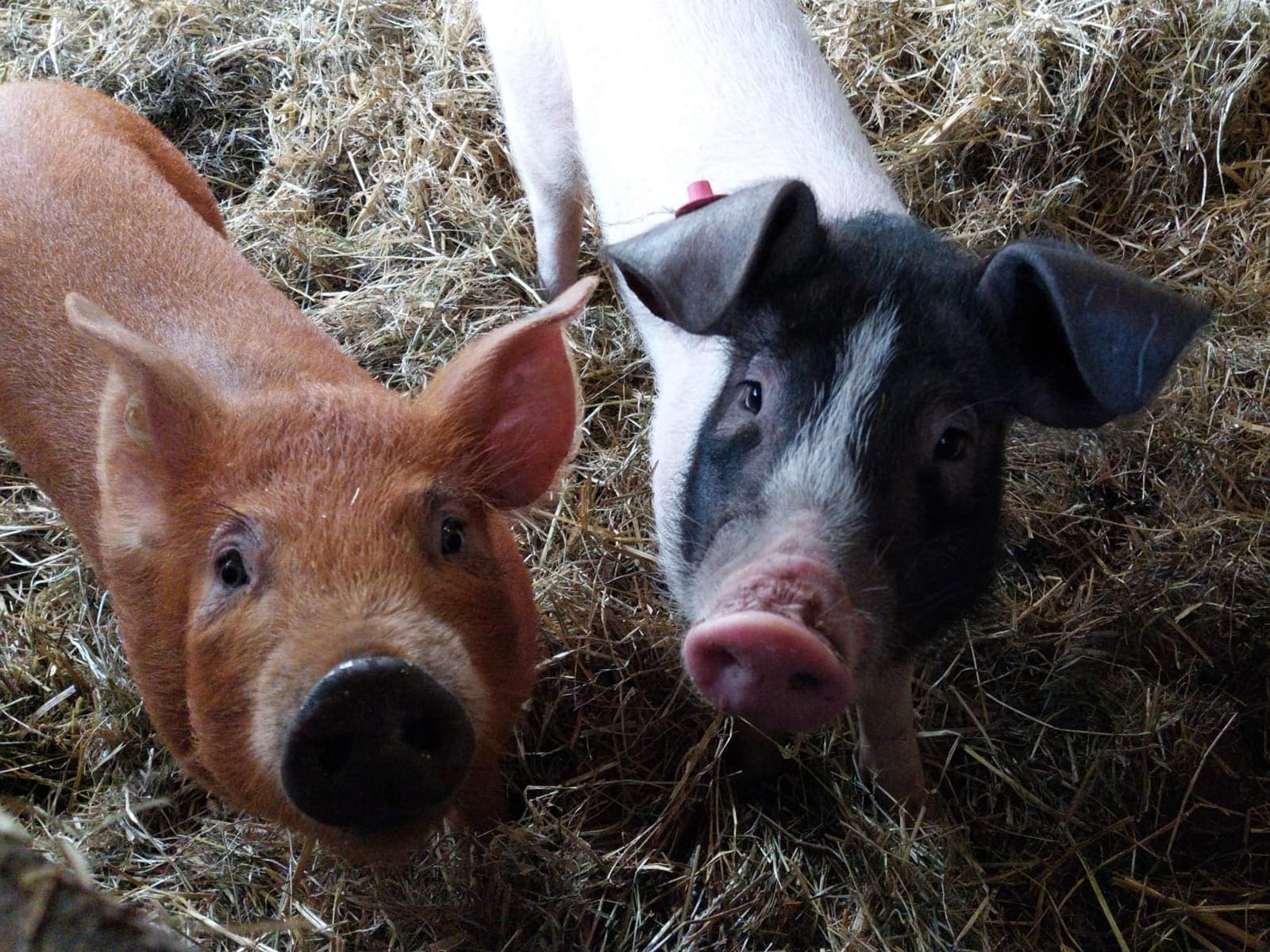 Zwei Schweine stehen im Stall.