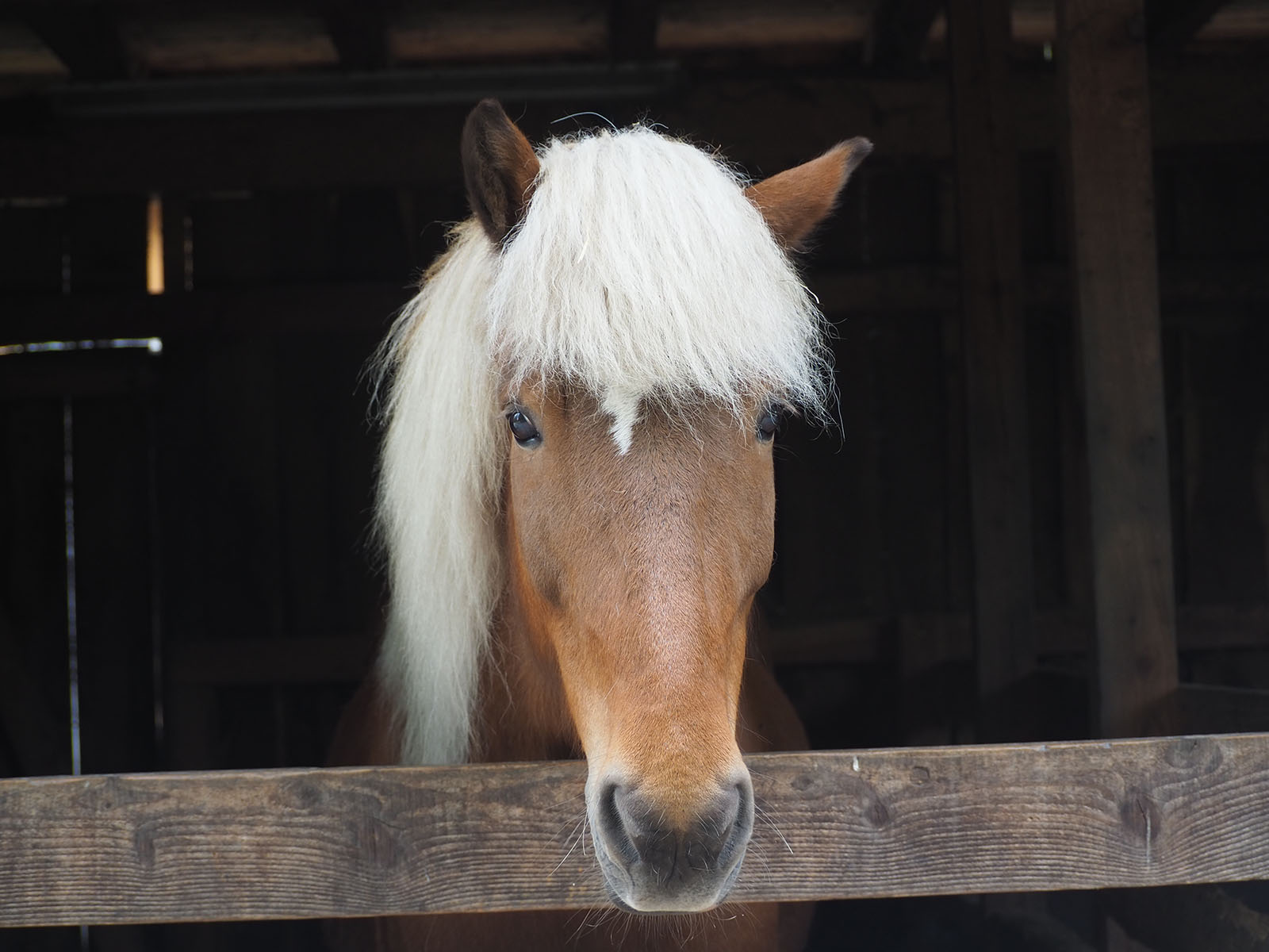 Unser Islandpony Skyr steht in seiner Box.