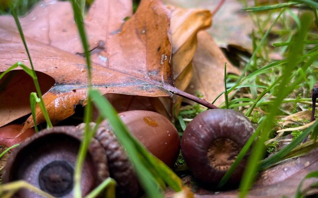 Herbstferien 2025 – Zeit für Abenteuer, Entdeckung und gemeinsames Miteinander.