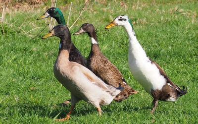 Anmeldestart Sommerferienfreizeit 2026