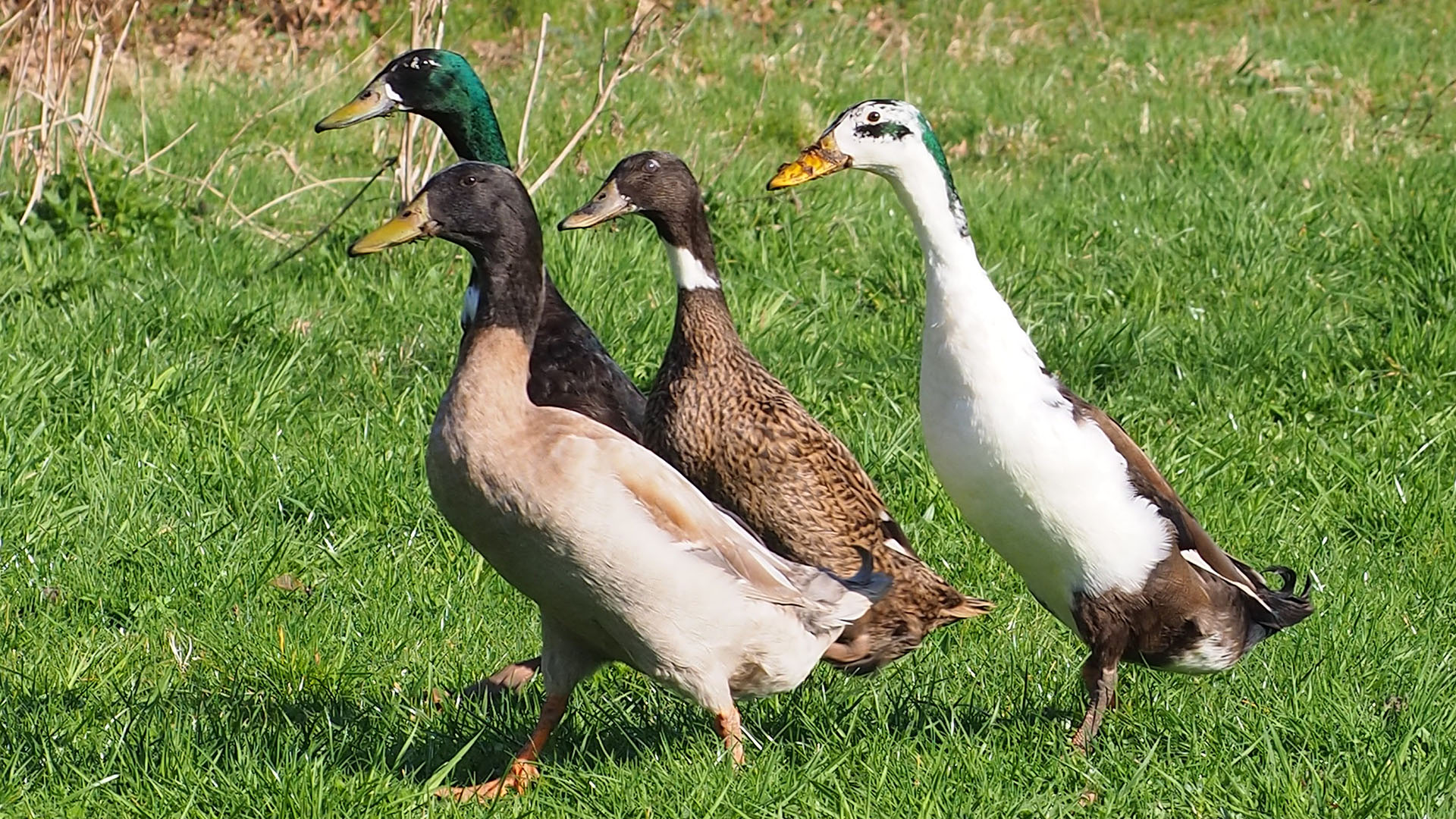 Vier Laufenten, die über eine Wiese laufen.