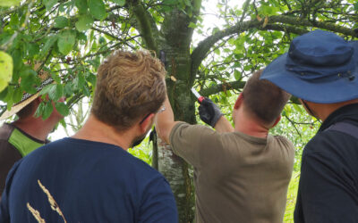 Tag der Streuobstwiese